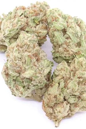 Black Cherry Punch Weed Strain