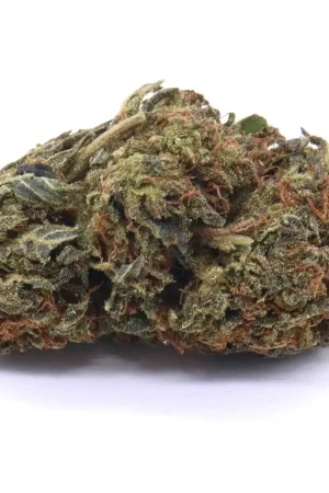 Black Cherry Soda Hybrid Flower