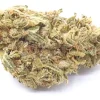 Ghost Train Haze Weed Strain