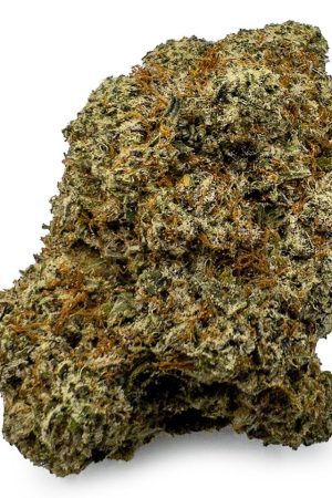 High Society Cannabis Strain
